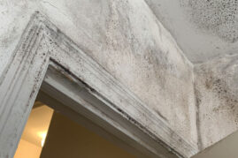 Mold on Walls and How to Remove It